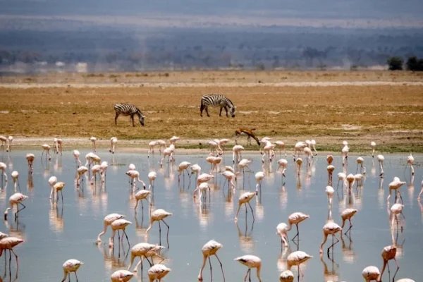 amboseli-bird-watching-flamingo-lake