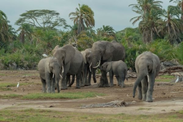 amboseli-elephant-herd-kenya-tour