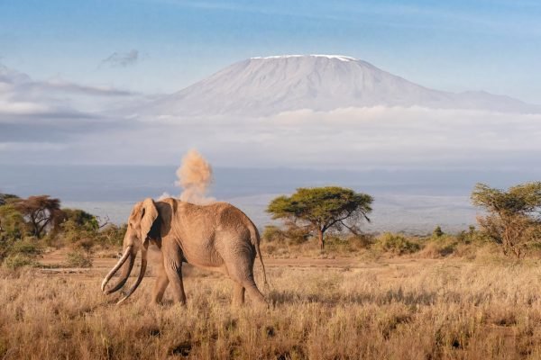 amboseli-elephant-mt-kilimanjaro