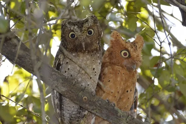 arabuko-sokoke-forest-owls.webp