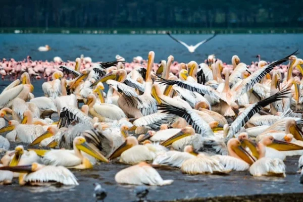 bird-watching-lake-nakuru.webp
