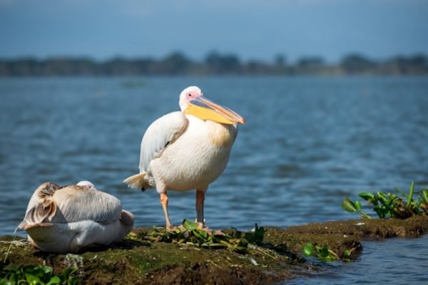 birds-lake-naivasha