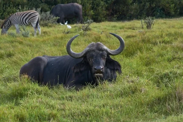 buffalo-kenya-safari-wilderness.webp