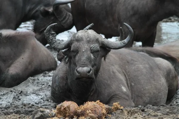 buffalo-mud-african-tour-experience.webp buffalo-mud-african-tour-experience.webp