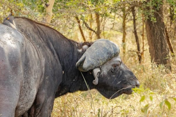 buffalo-safari-east-africa