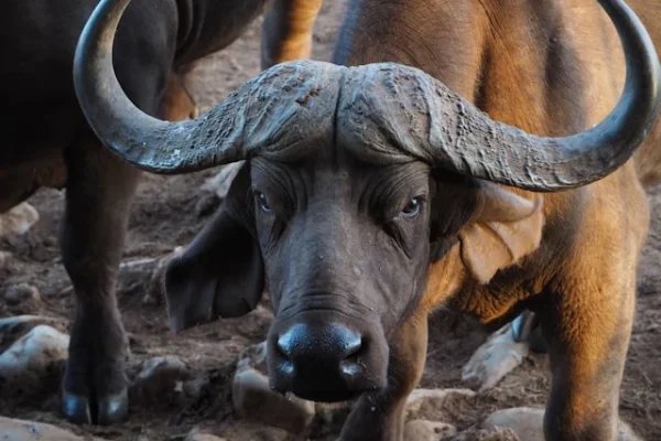 buffalo-waterhole-african-safari