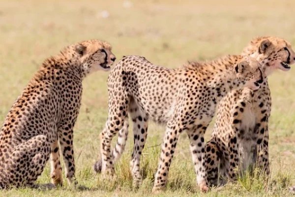 cheetah-brothers-masai-mara