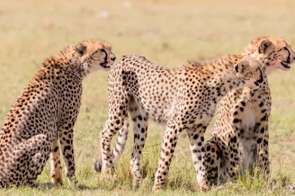 cheetah-brothers-masai-mara.webp cheetah-brothers-masai-mara.webp