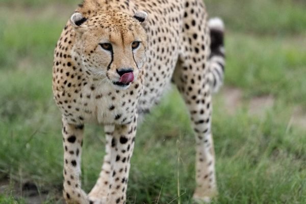 cheetah-browsing-kenya-safari-tour
