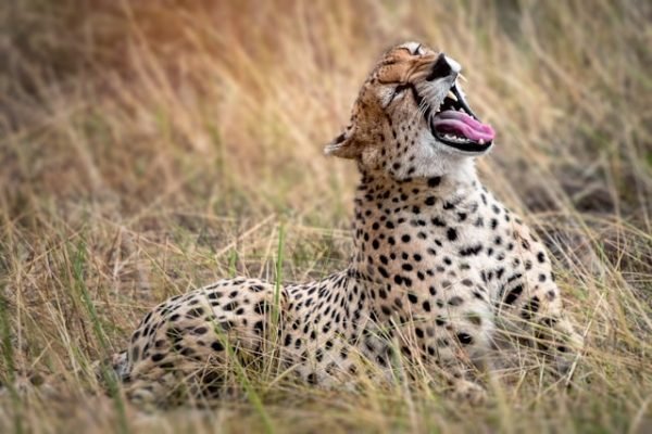 cheetah-faces-tanzania