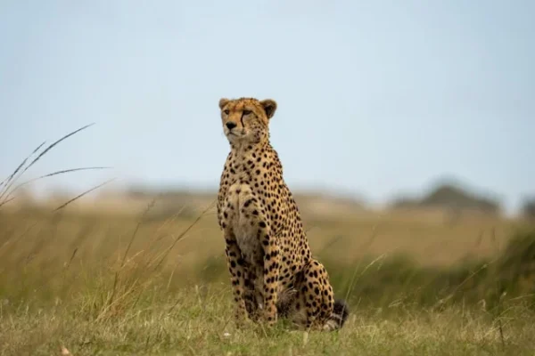 cheetah-kenya-tour-expedition.webp