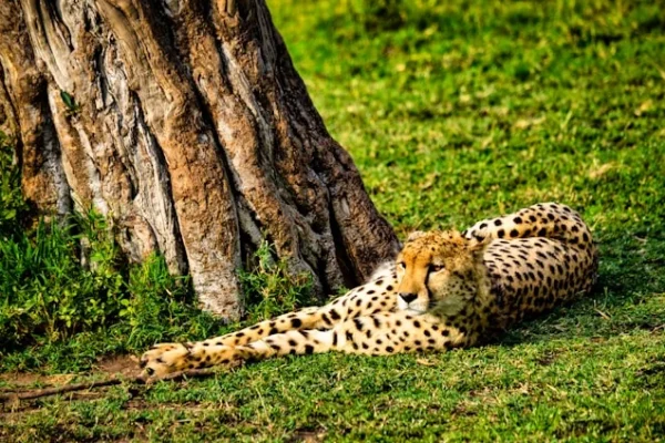 cheetah-relaxing-kenya-safari.webp