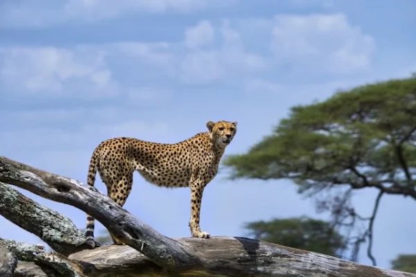 cheetah-tree-kenya-safari