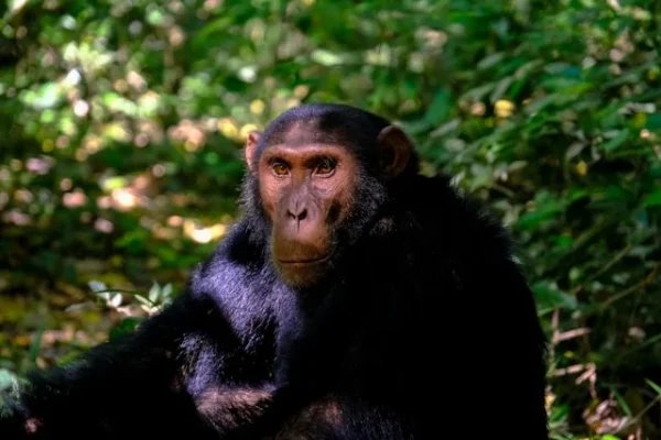 chimpanzee-ol-pejeta-kenya-tour