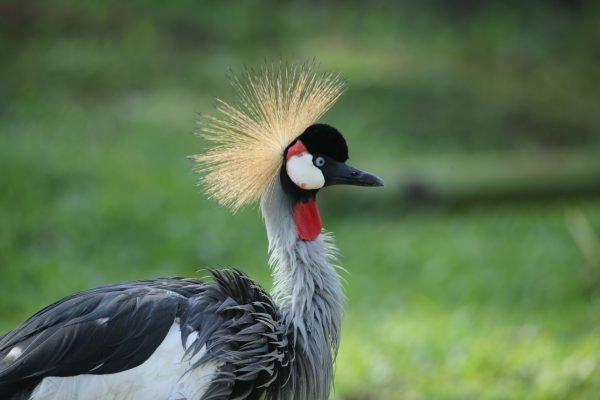 Grey Crowned Crane
