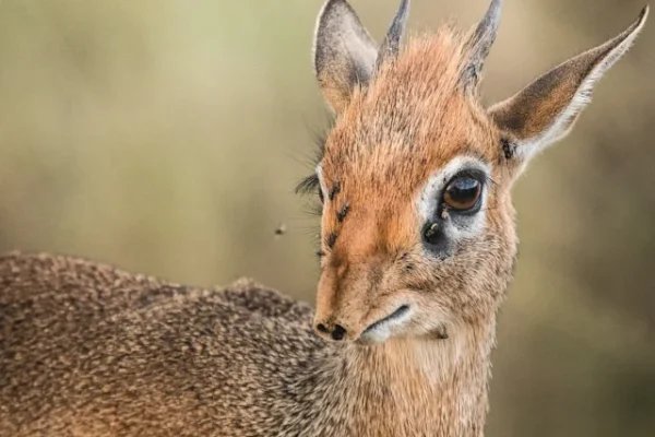 dik-dik-antelope-kenya-safari dik-dik-antelope-kenya-safari