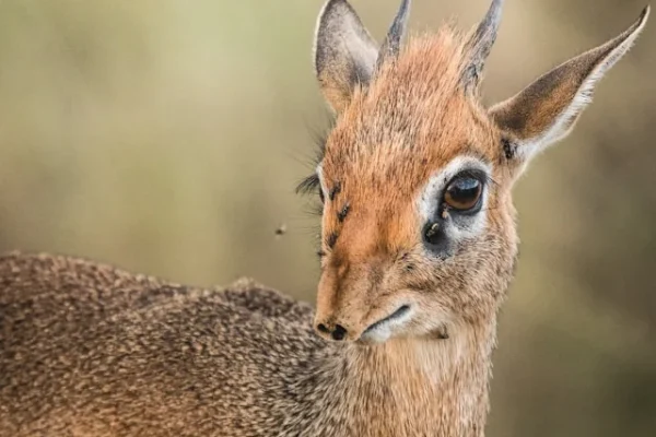 dik-dik-antelope-kenya-safari.webp