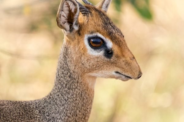 dik-dik-smallest-antelope
