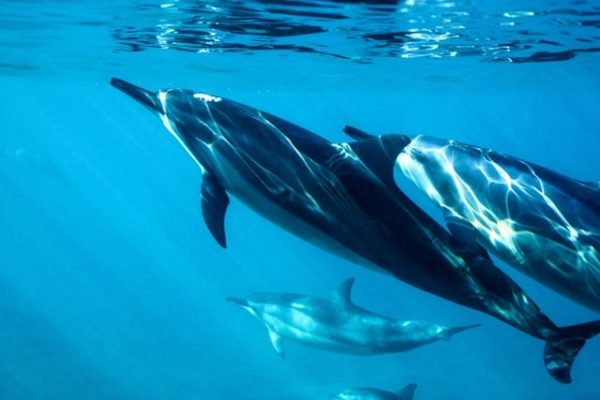 dolphin-tour-wasini dolphin-tour-wasini