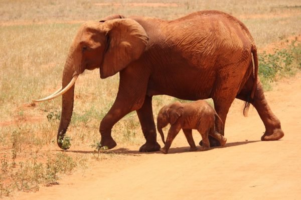 elephant-baby-tsavo-mombasa-safari