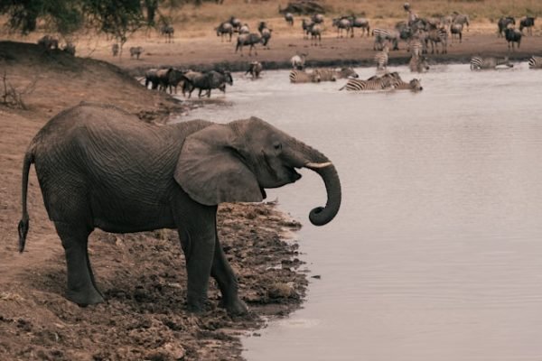 elephant-drinking-water-tanzania