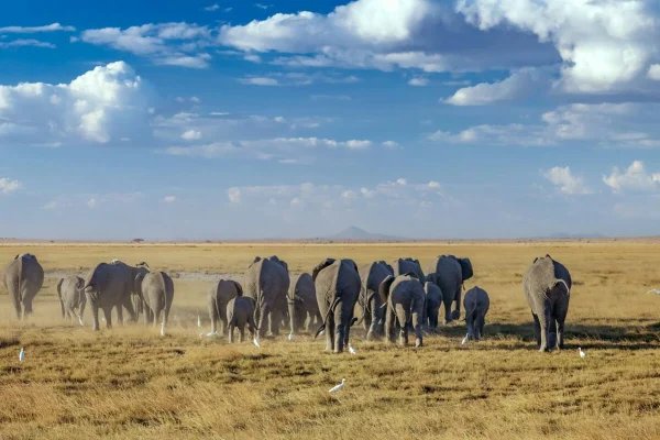 elephant-herd-kenya-holiday-wildlife