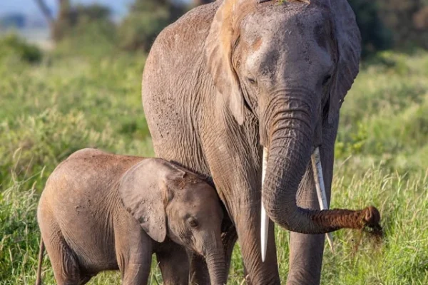 elephant-safari-amboseli-kenya.webp