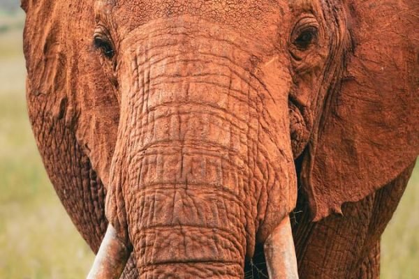 elephant-tsavo-east-safari