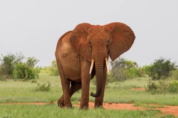 elephant-tsavo-kenya-mombasa-tour