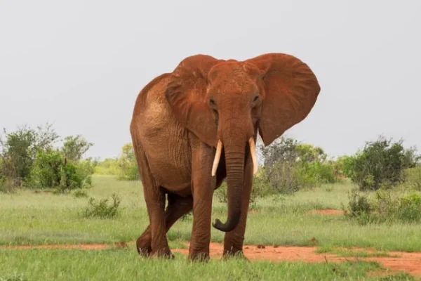 elephant-tsavo-kenya-mombasa-tour.webp