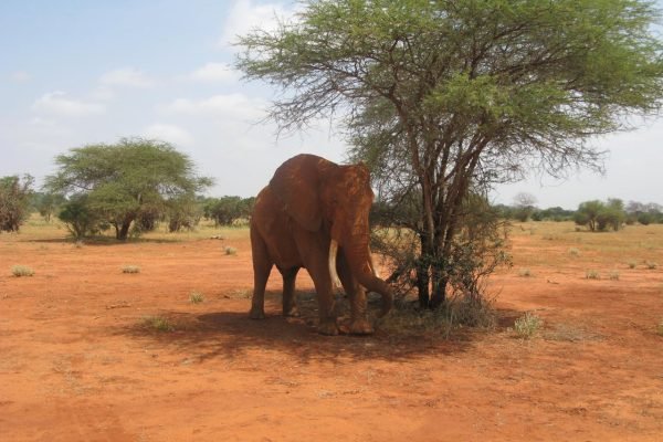 elephant-tsavo-safari-african-tour