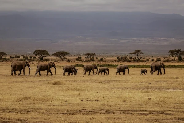 elephants-amboseli-safari-holiday.webp