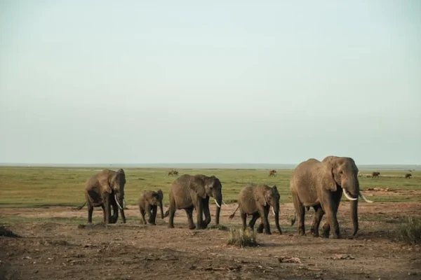 elephants-amboseli-safari-kenya