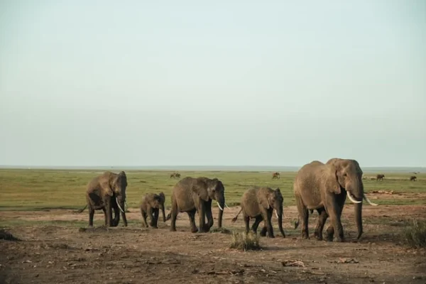 elephants-amboseli-safari-kenya.webp elephants-amboseli-safari-kenya.webp