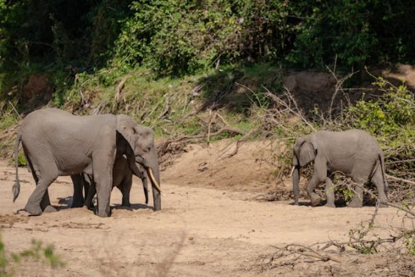 elephants-kenya-tanzania-safari