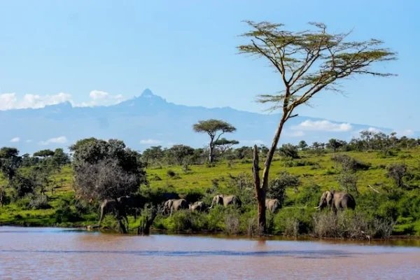 elephants-river-mt-kenya-african-safari
