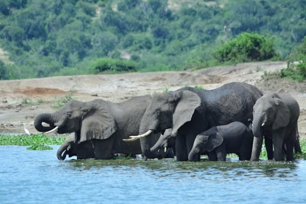 elephants-river-uganda-safari