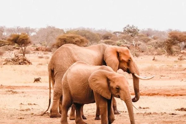 elephants-tsavo-safari-holiday elephants-tsavo-safari-holiday