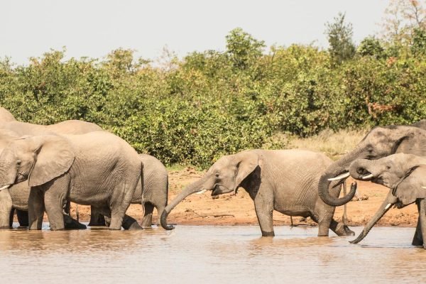 elephants-water-hole