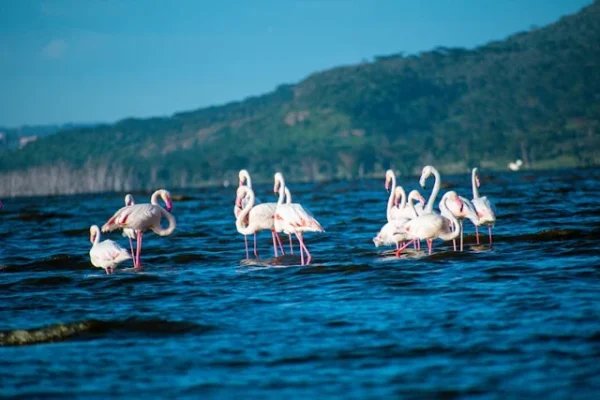 flamingo-lake-nakuru-kenya-tour