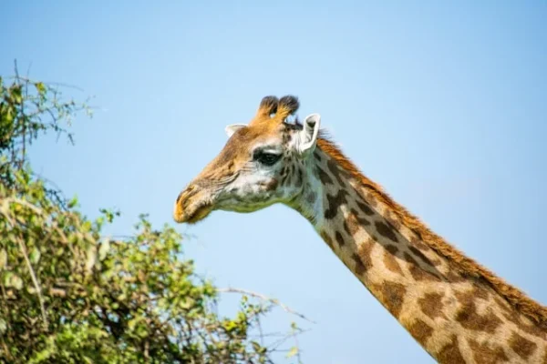 girafe-african-safari.webp