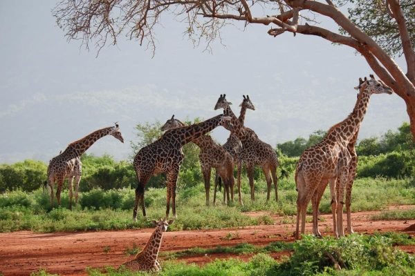 giraffe-herd-tsavo-safari