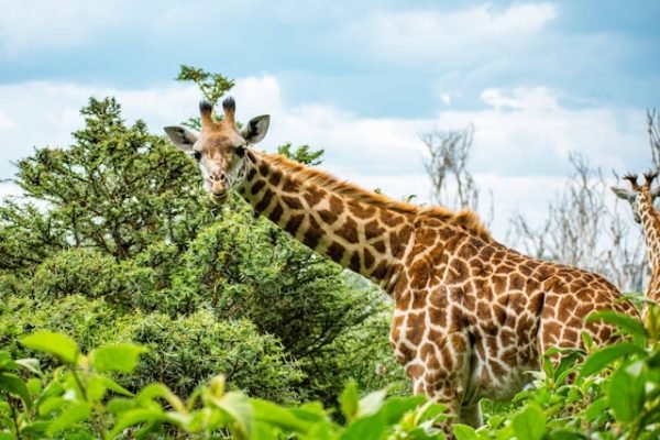 giraffe-lake-naivasha-tour