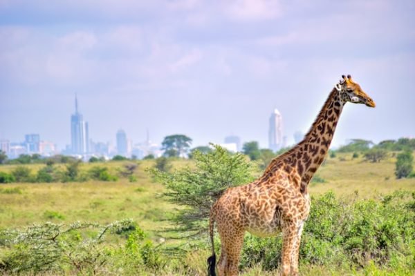 giraffe-nairobi-national-park-kenya-tour