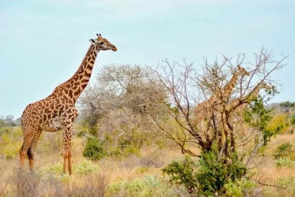 giraffe-safari-kenia-holiday.webp