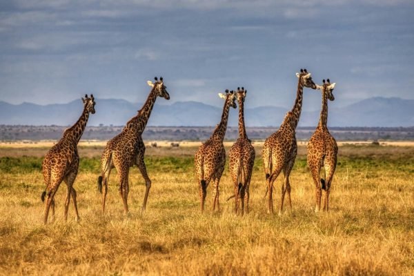 giraffes-african-safari-vacation
