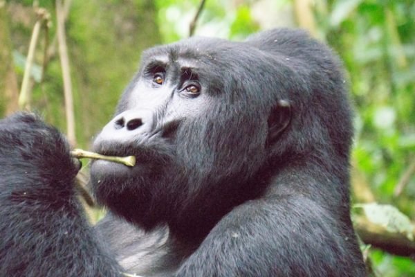 gorilla-bwindi-national-park-uganda