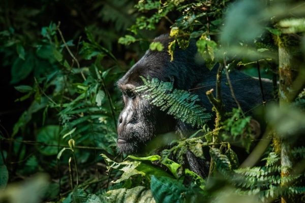 gorilla-uganda-trekking-safari gorilla-uganda-trekking-safari