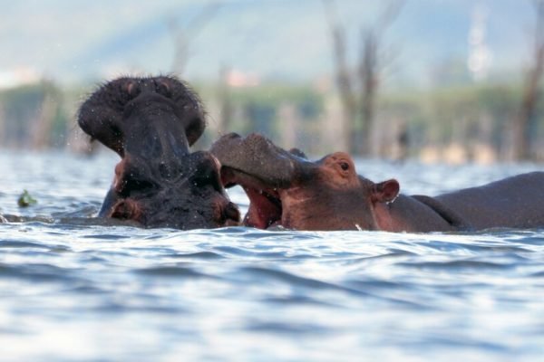 hippo-lake-naivasha-tour