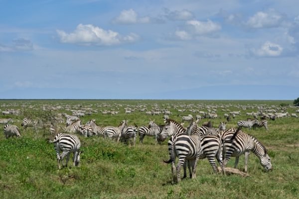 huge-herd-zebras-ngorongoro huge-herd-zebras-ngorongoro